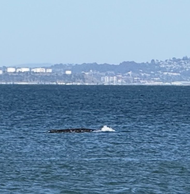 Whale surfacing in the ocean near the San Francisco coastline on a clear day
